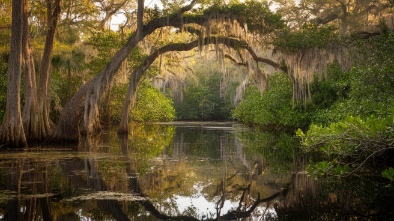 corkscrew swamp sanctuary