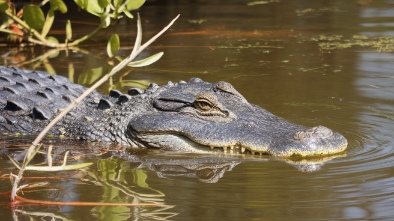 everglades alligator farm