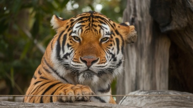 naples zoo at caribbean gardens