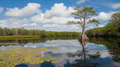 six mile cypress slough preserve