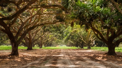 wigerts mango grove